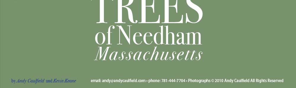 the trees of needham